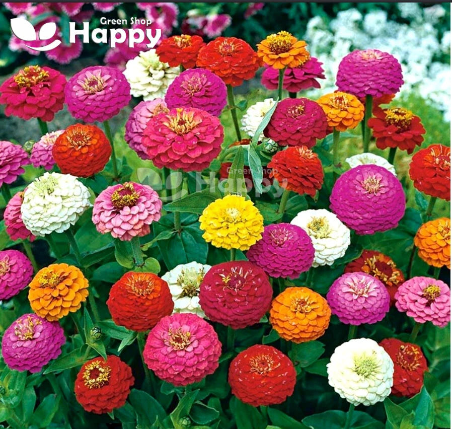 Zinnia dwarf Lilliput 'Button box mix' - 300 seeds (Zinnia elegans)
