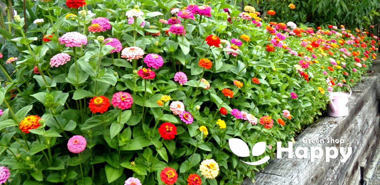 Zinnia dwarf Lilliput 'Button box mix' - 300 seeds (Zinnia elegans)