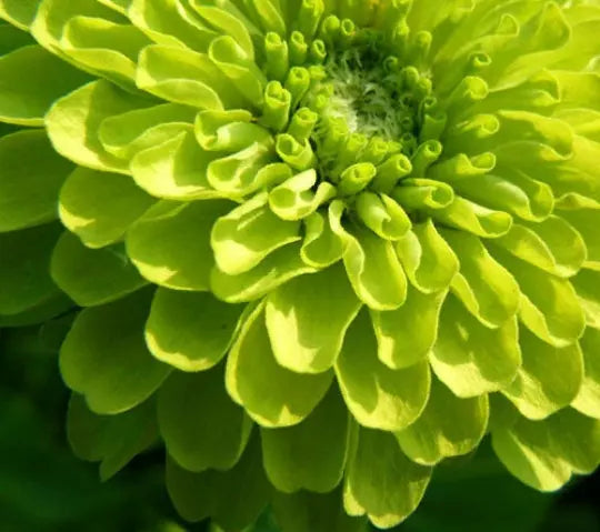 Zinnia dahlia 'Envy' lime - 250 seeds (Zinnia elegans)