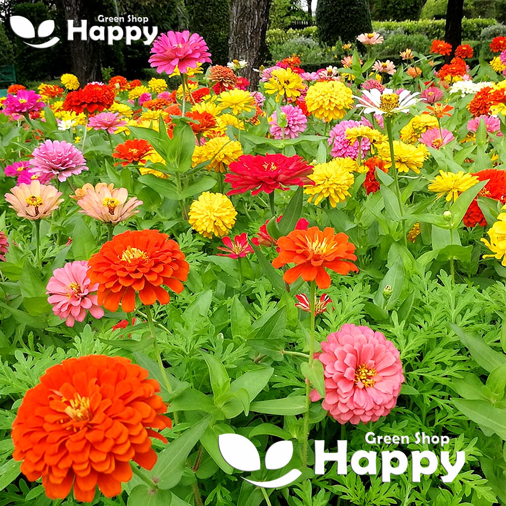 Zinnia dahlia tall mixed - 300 seeds (Zinnia elegans)