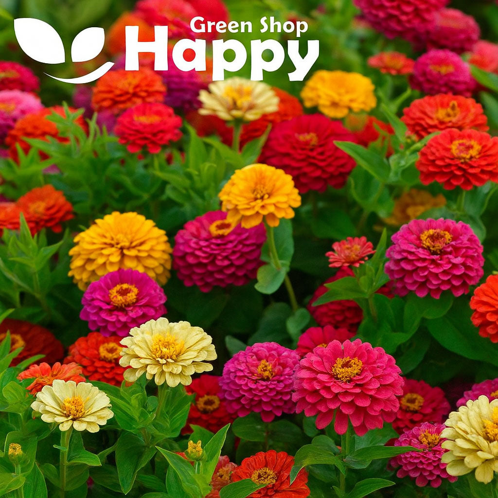 Zinnia dahlia tall mixed - 300 seeds (Zinnia elegans)