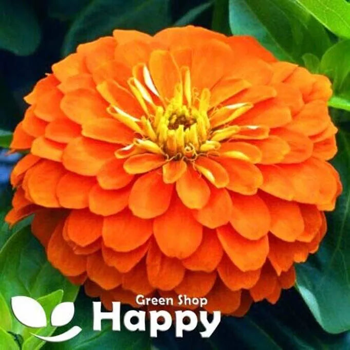 Zinnia dahlia Orange - 260 seeds (Zinnia elegans)