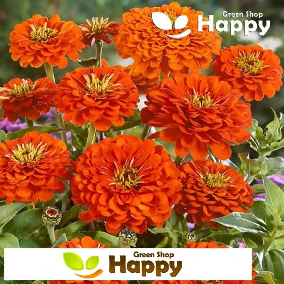 Zinnia dahlia Orange - 260 seeds (Zinnia elegans)