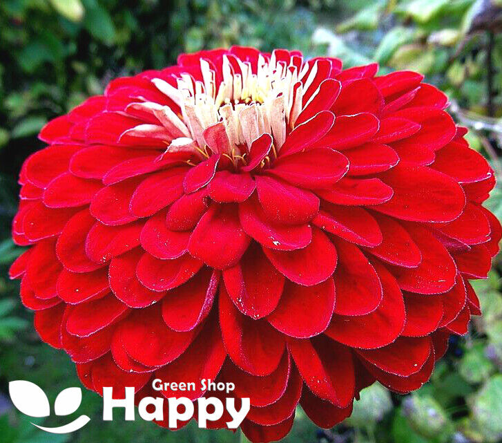 Zinnia dahlia 'Scarlet' - 220 seeds (Zinnia elegans)