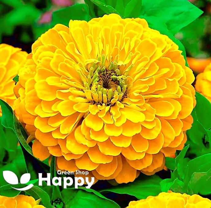 Zinnia dahlia 'Golden down' - 260 seeds (Zinnia elegans)