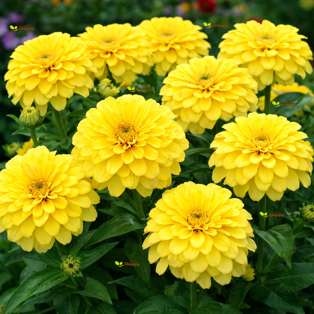 Zinnia dahlia 'Canary Bird' - 260 seeds (Zinnia elegans)
