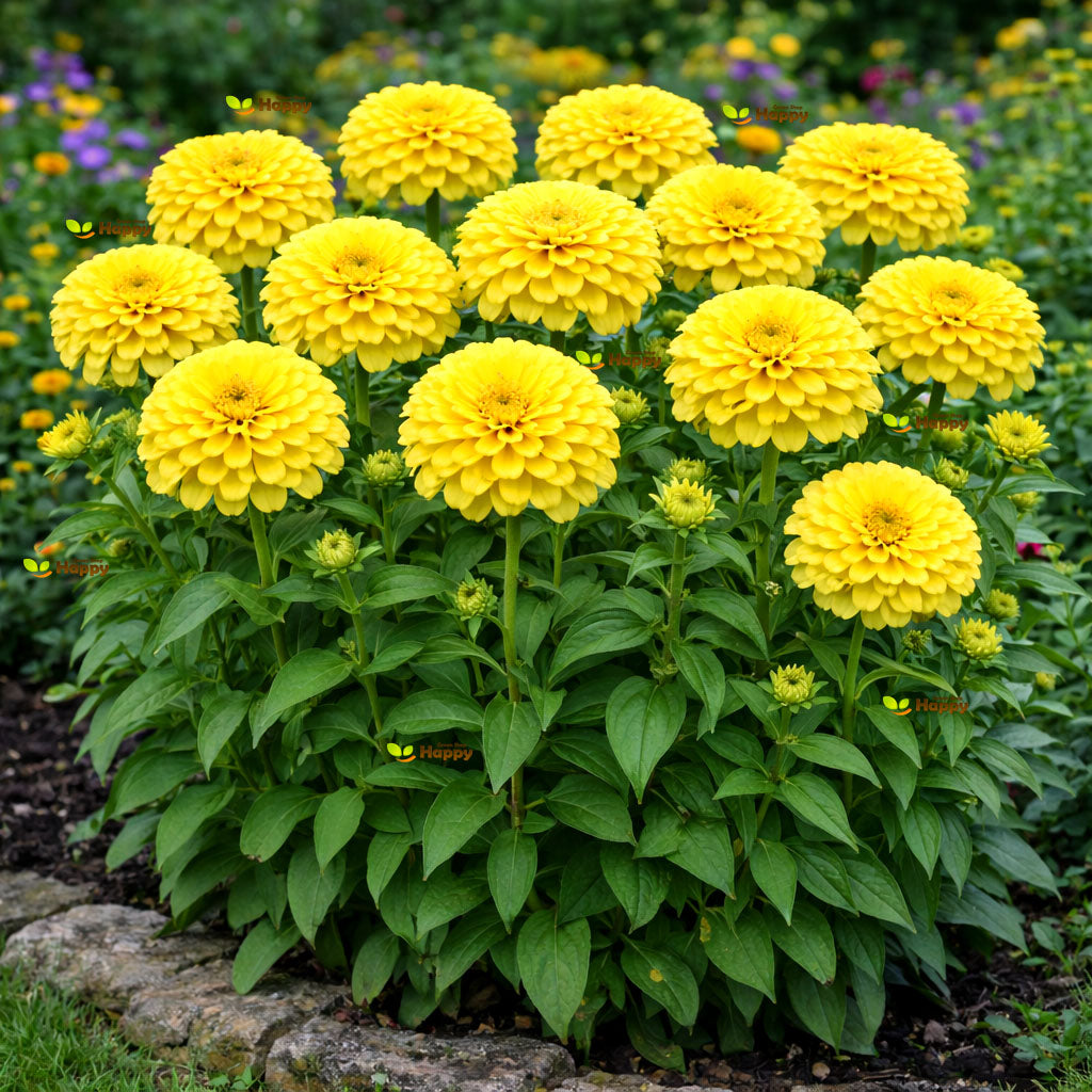 Zinnia dahlia 'Canary Bird' - 260 seeds (Zinnia elegans)