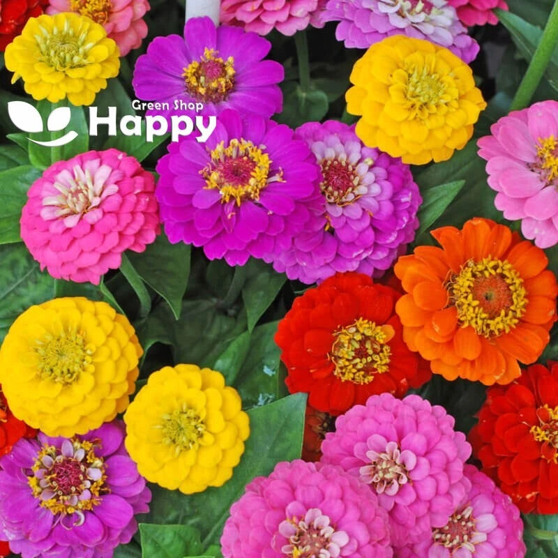 Zinnia dahlia 'Super Yoga' - 130 seeds (Zinnia elegans)