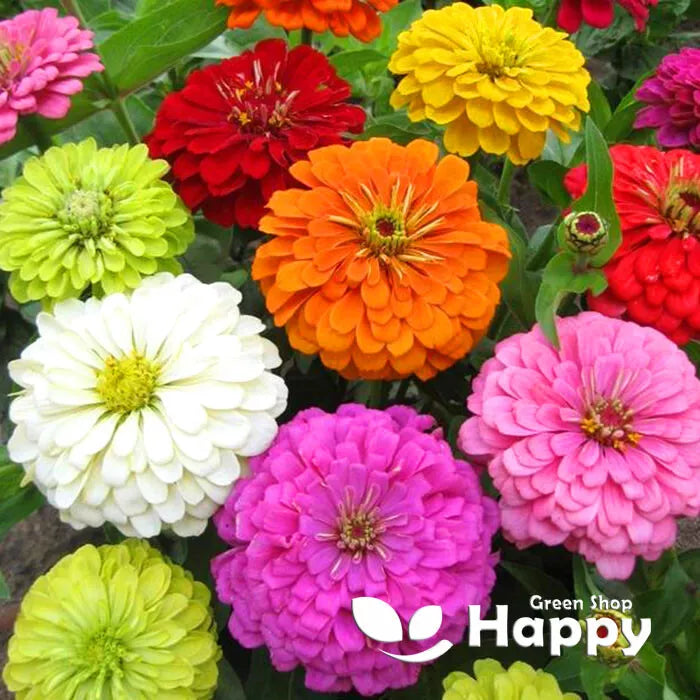 Zinnia dahlia 'Super Yoga' - 130 seeds (Zinnia elegans)