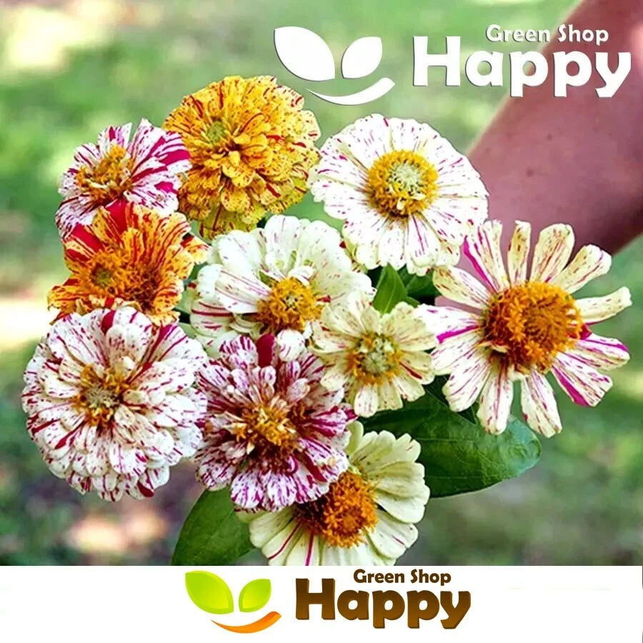Zinnia Dahlia 'Peppermint stick' mix - 150 seeds (Zinnia elegans)