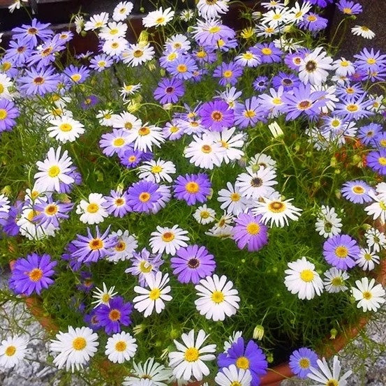Swan river daisy Mixed - 5500 seeds (Brachyscome iberidifolia)