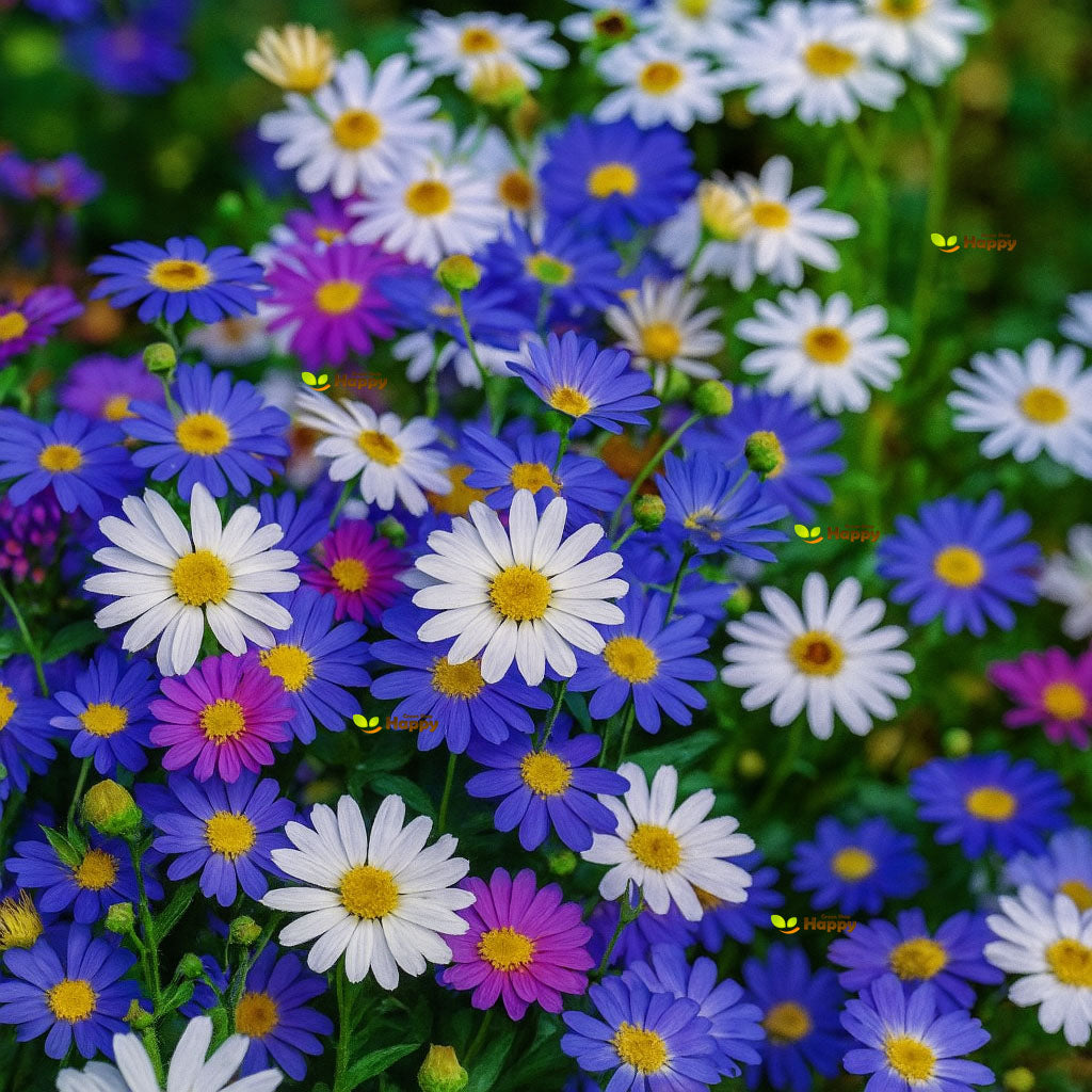 Swan river daisy Mixed - 5500 seeds (Brachyscome iberidifolia)