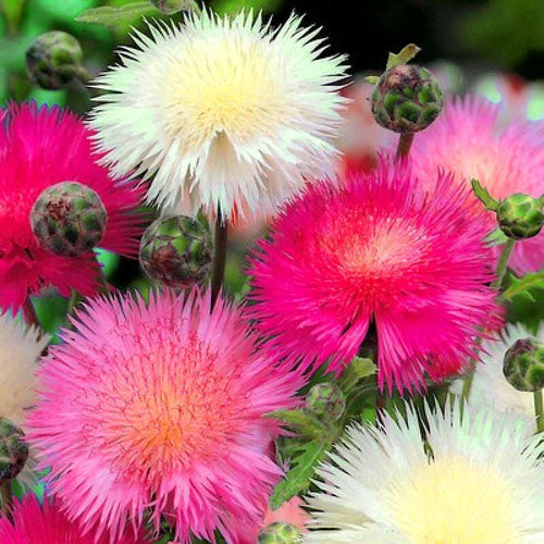 Cornflower 'Sweet sultan' mix - 200 seeds (Centaurea imperialis)