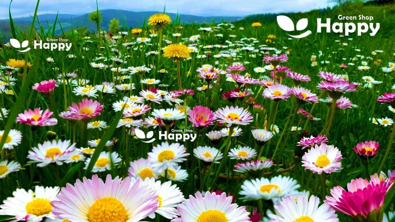 Meadow English Daisy white - 1000 seeds (Bellis perennis)