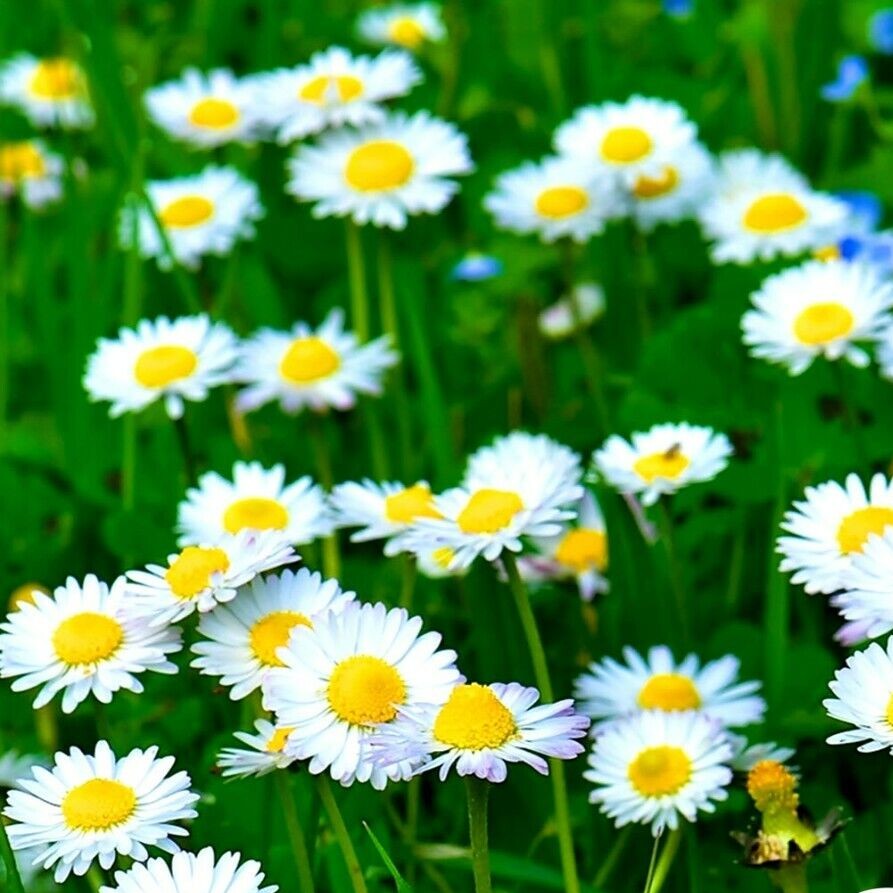 Meadow English Daisy white - 1000 seeds (Bellis perennis)
