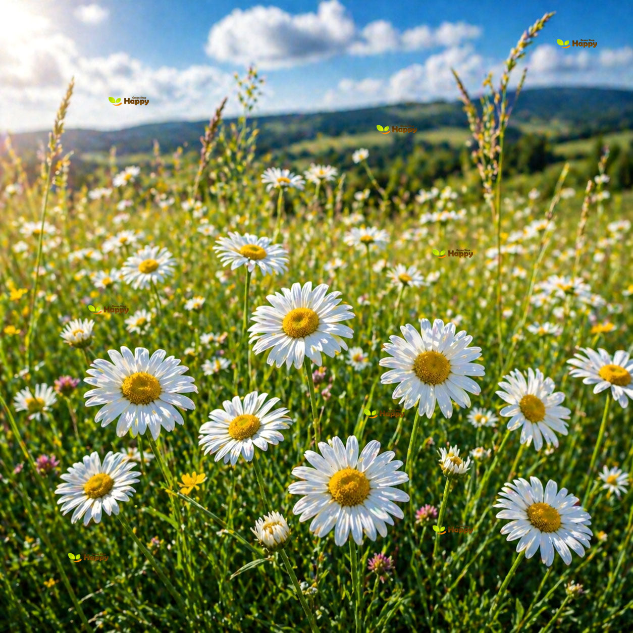 Meadow English Daisy white - 1000 seeds (Bellis perennis)