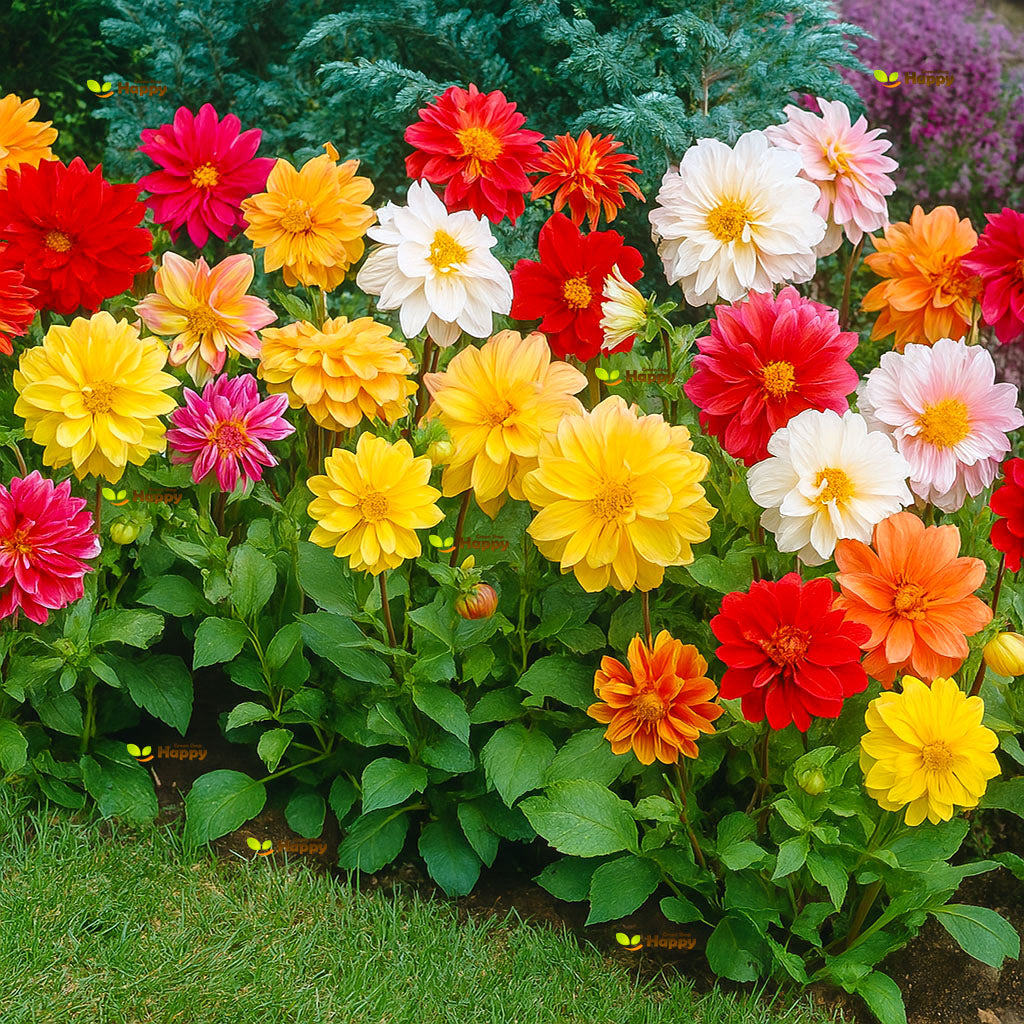 Dwarf Dahlia 'Unwin's' mix - 110 seeds (Dahlia variabilis)