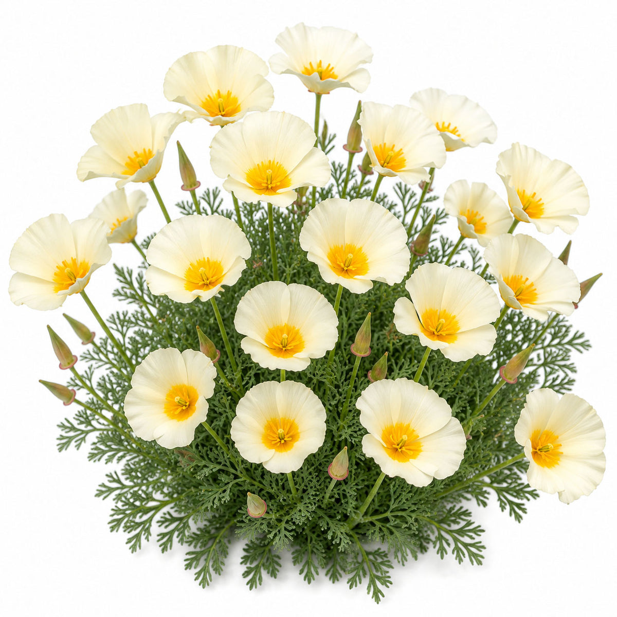 California Poppy Seeds Ivory Castle White | Eschscholzia californica Flowers