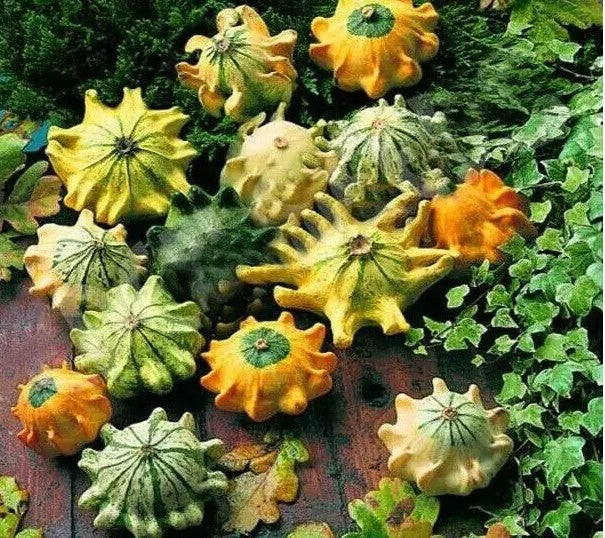 Ornamental gourd 'Shenot Crown of Thorns' - 35 seeds (Cucurbita pepo)