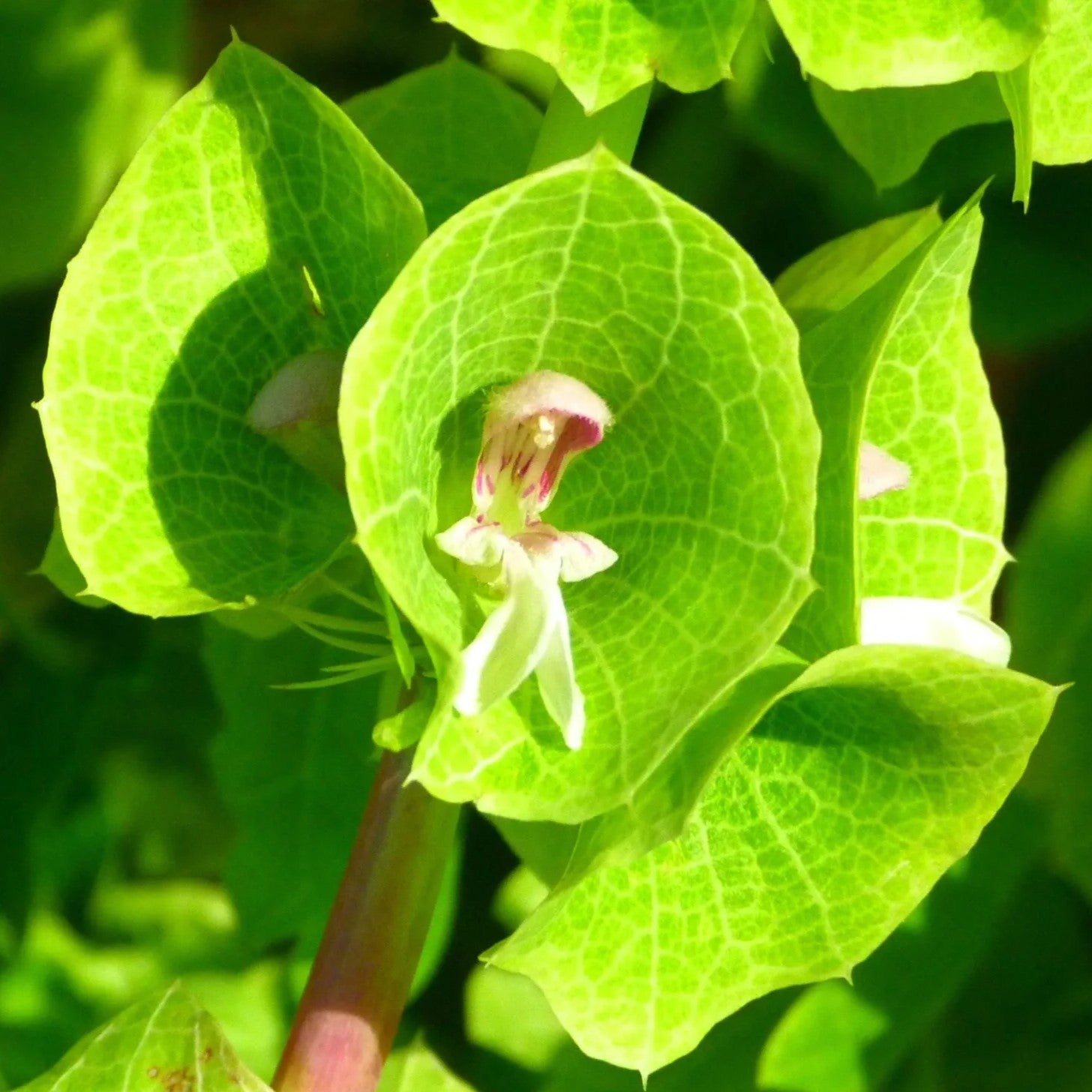 Bells of Ireland - 400 seeds (Molucella laevis)