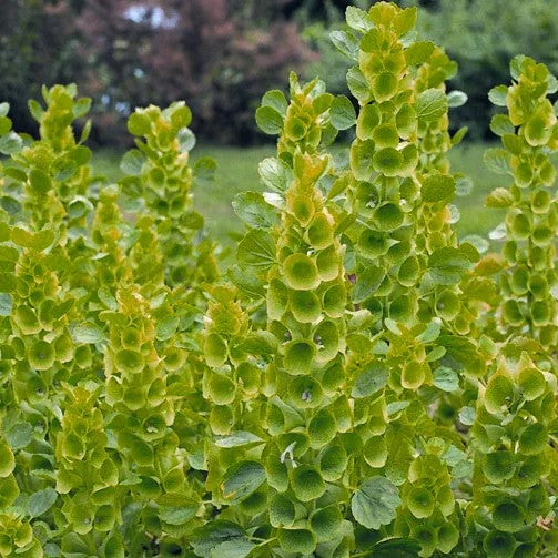 Bells of Ireland - 400 seeds (Molucella laevis)