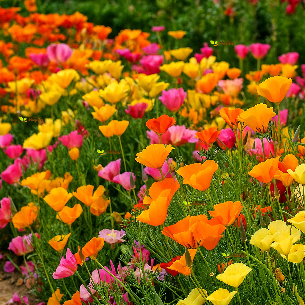 California poppy mix - 2200 seeds (Eschscholzia californica)