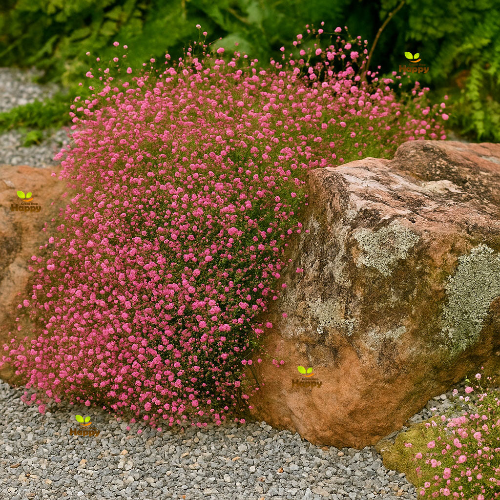 Baby's breath Crimson - 2000 seeds (Gypsophilla elegans)