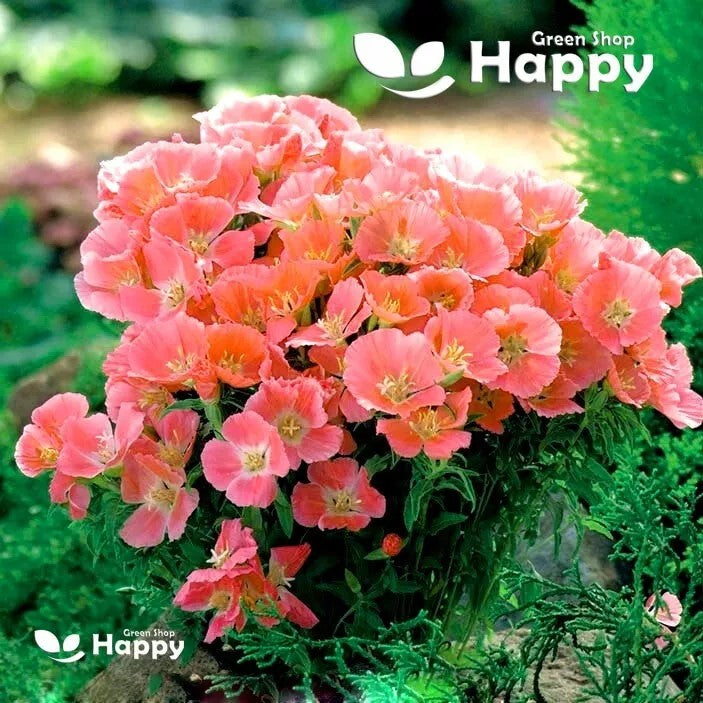Godetia 'Orange Glory' - 2000 seeds (Godetia Grandiflora)