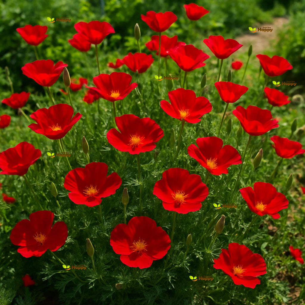 California poppy 'Red chief' - 1300 seeds (Eschscholzia californica)