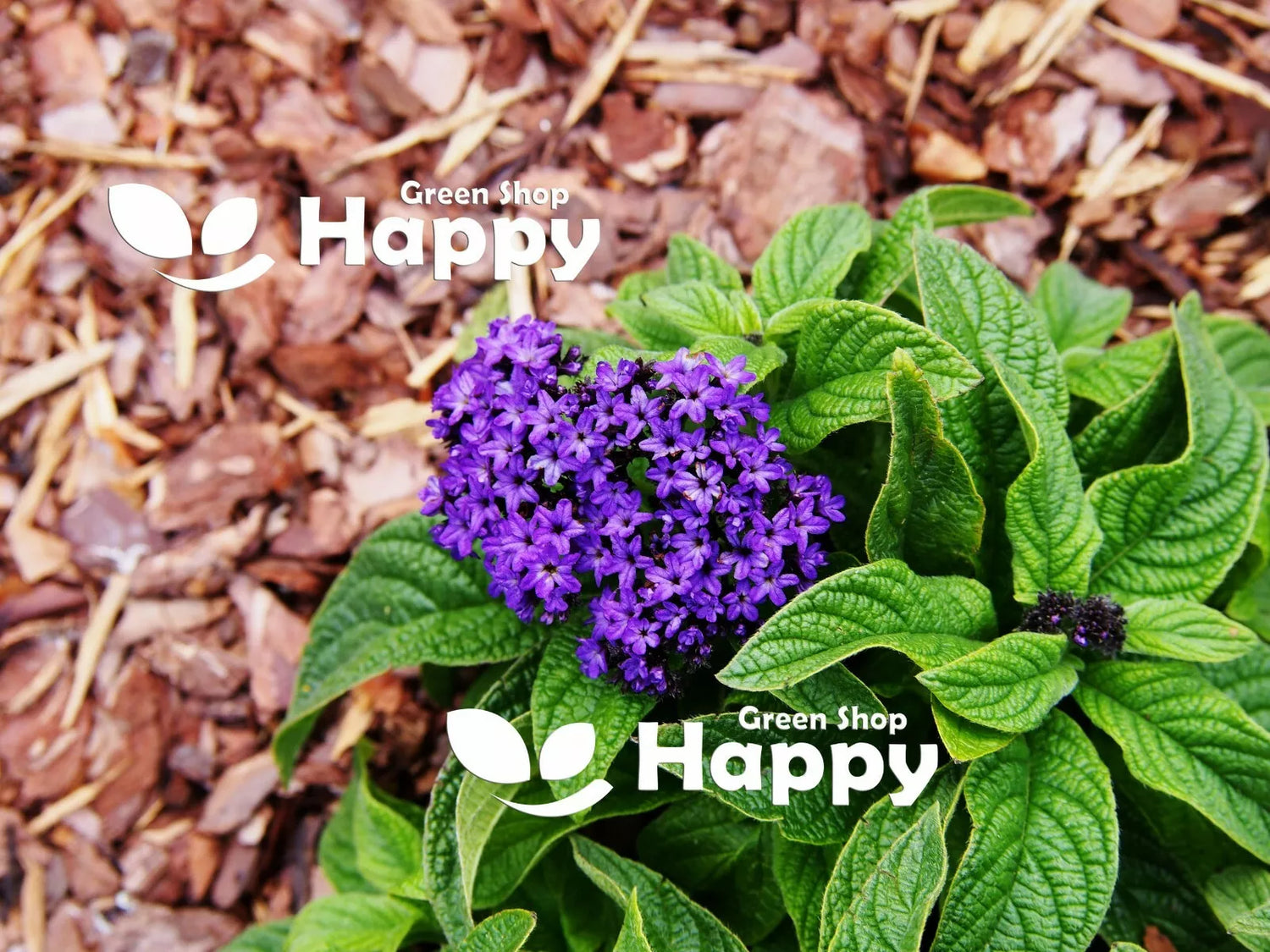 Dwarf Heliotrope Marine - 130 seeds (Heliotropium arborescens)