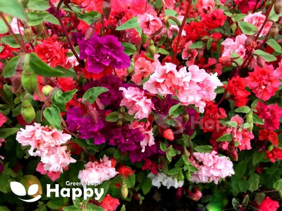 Clarkia Garland Flower Double Mix - 3000 seeds (Clarkia unguiculata elegans)