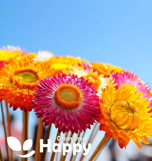 Strawflower mixed - 1200 seeds (Helichrysum bracteatum)