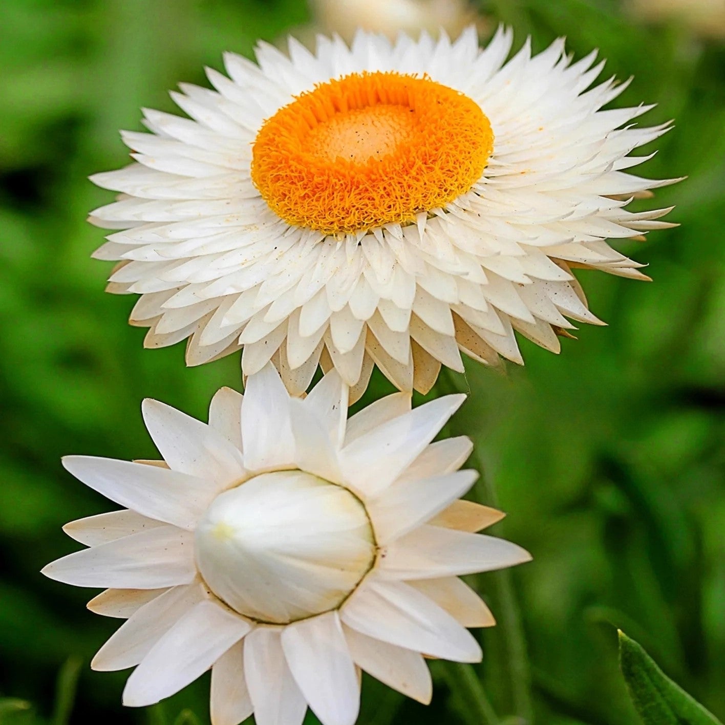 Strawflower White - 900 seeds (Helichrysum bracteatum)