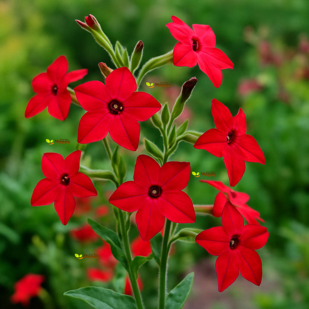 Flowering Tobacco `Crimson Bedder` - 2000 seeds (Nicotiana alata)