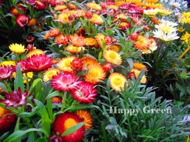 Strawflower 'Tom thumb' mixed - 800 seeds (Helichrysum bracteatum)
