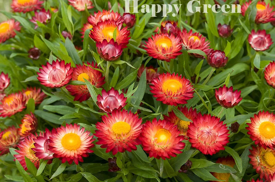 Strawflower 'Tom thumb' mixed - 800 seeds (Helichrysum bracteatum)