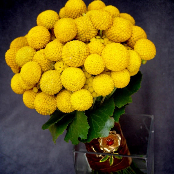 Drumstick flower 'Billy Button' - 300 seeds (Craspedia globosa)