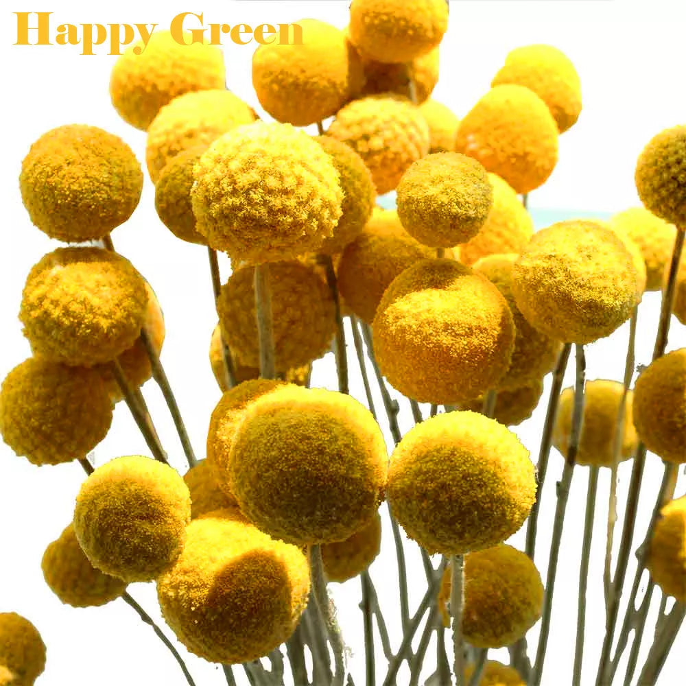 Drumstick flower 'Billy Button' - 300 seeds (Craspedia globosa)