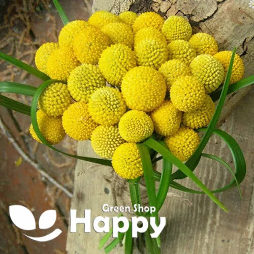 Drumstick flower 'Billy Button' - 300 seeds (Craspedia globosa)