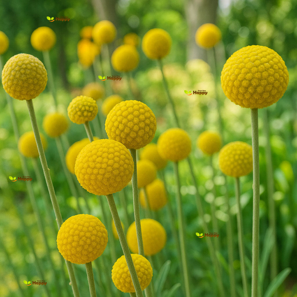 Drumstick flower 'Billy Button' - 350 seeds (Craspedia globosa)