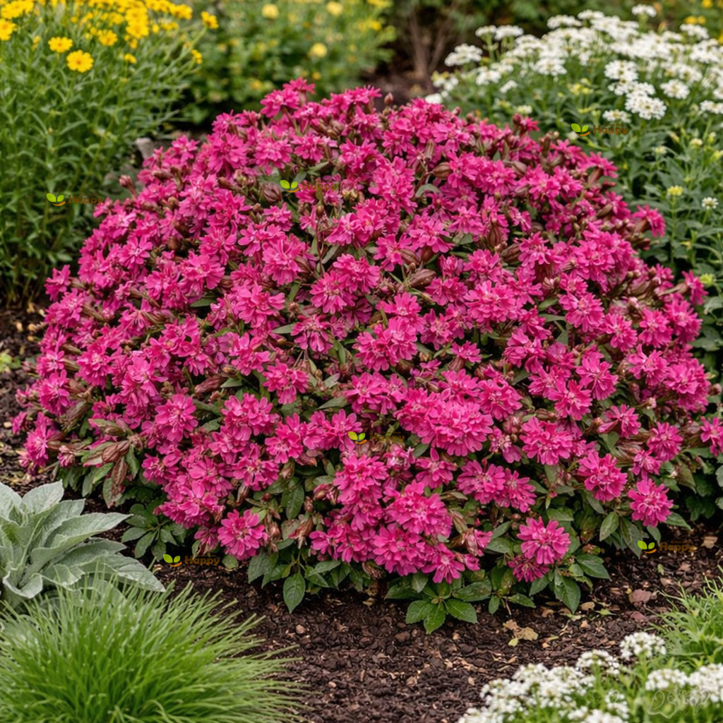 Catchfly Rubra Electra - 4000 seeds (Silene armeria)