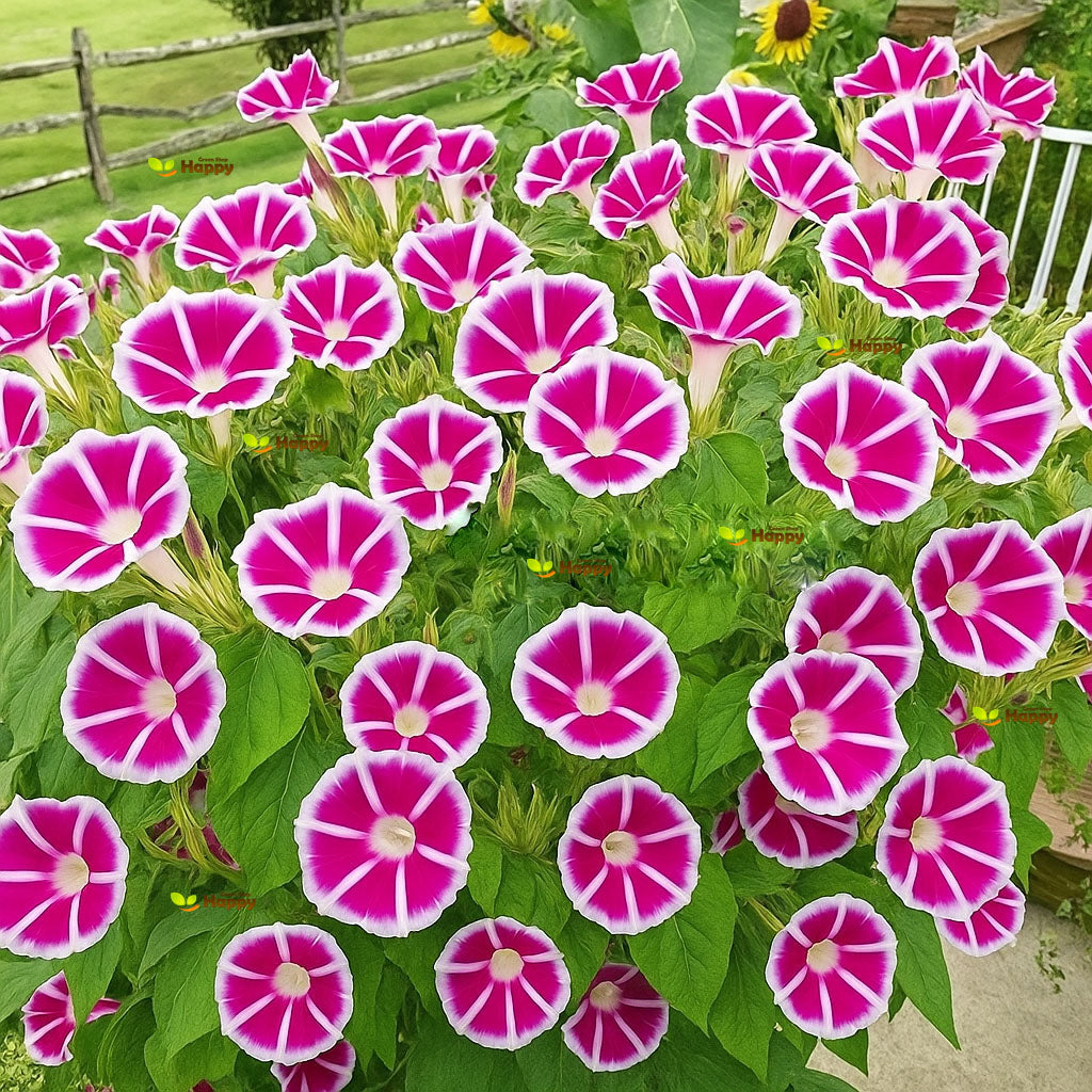 Morning Glory 'Rosita' Red  - 10 seeds (Ipomoea Nil)