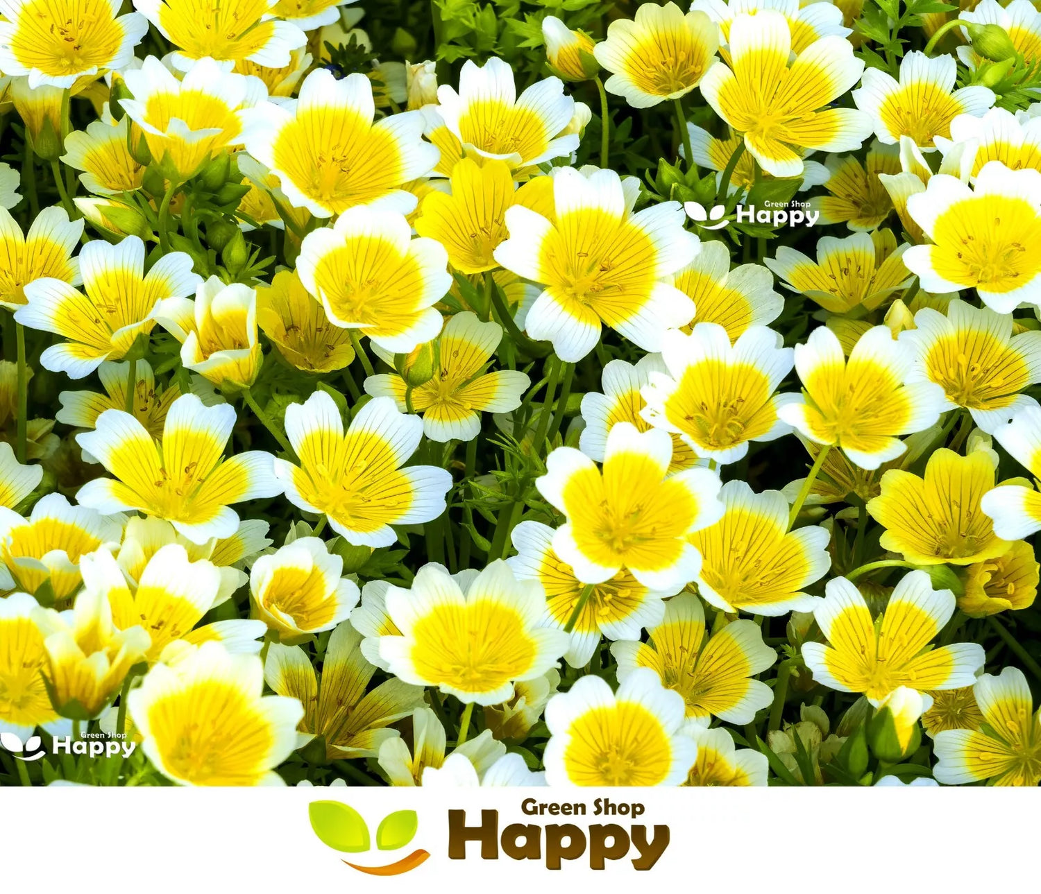 Poached Egg Plant - 460 seeds (Limnanthes douglasii)