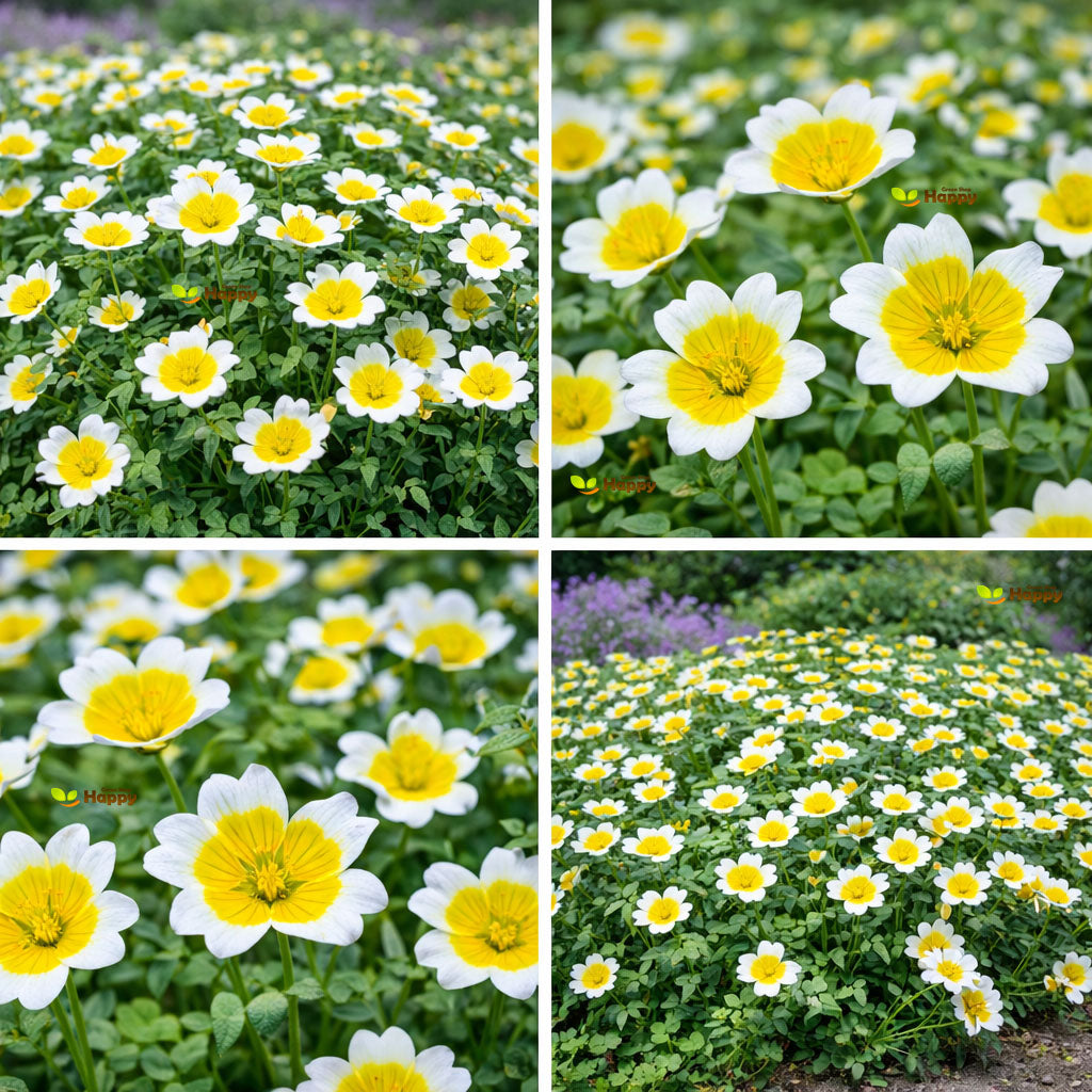 Poached Egg Plant - 350 seeds (Limnanthes douglasii)
