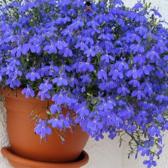 Lobelia 'Emperor William' - 7000 seeds (Lobelia erinus)
