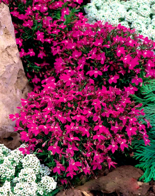 Lobelia 'Rosamund' - 7000 seeds (Lobelia erinus)