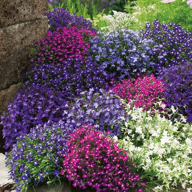 Lobelia 'String of pearls' mix - 9 000 seeds (Lobelia erinus)