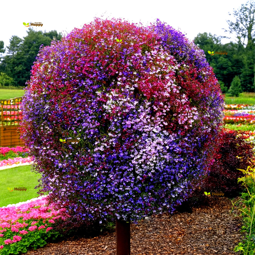 Lobelia 'Cascade' mix - 7000 seeds (Lobelia Pendula)