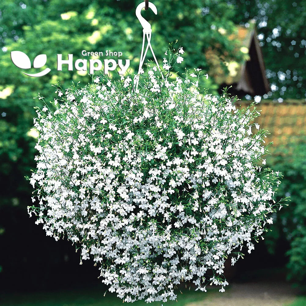 Lobelia 'Cascade' white - 7000 seeds (Lobelia Pendula)