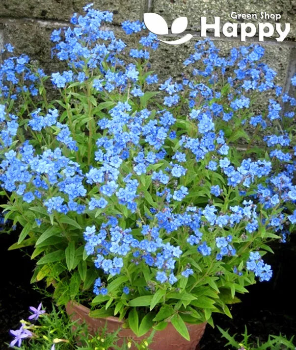 Chinese Forget me not blue - 750 seeds (Cynoglossum Amabile)